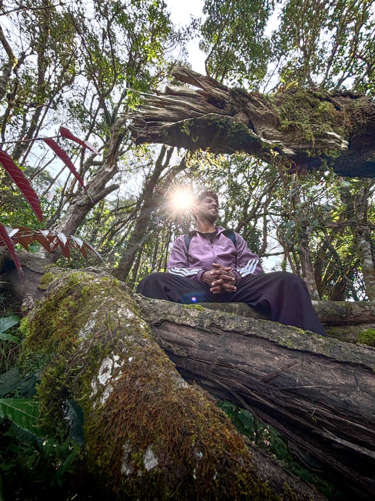 Shola forest on the climb