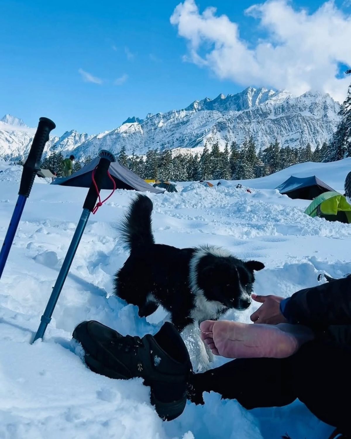 A dog playing in the snow beside trekking poles