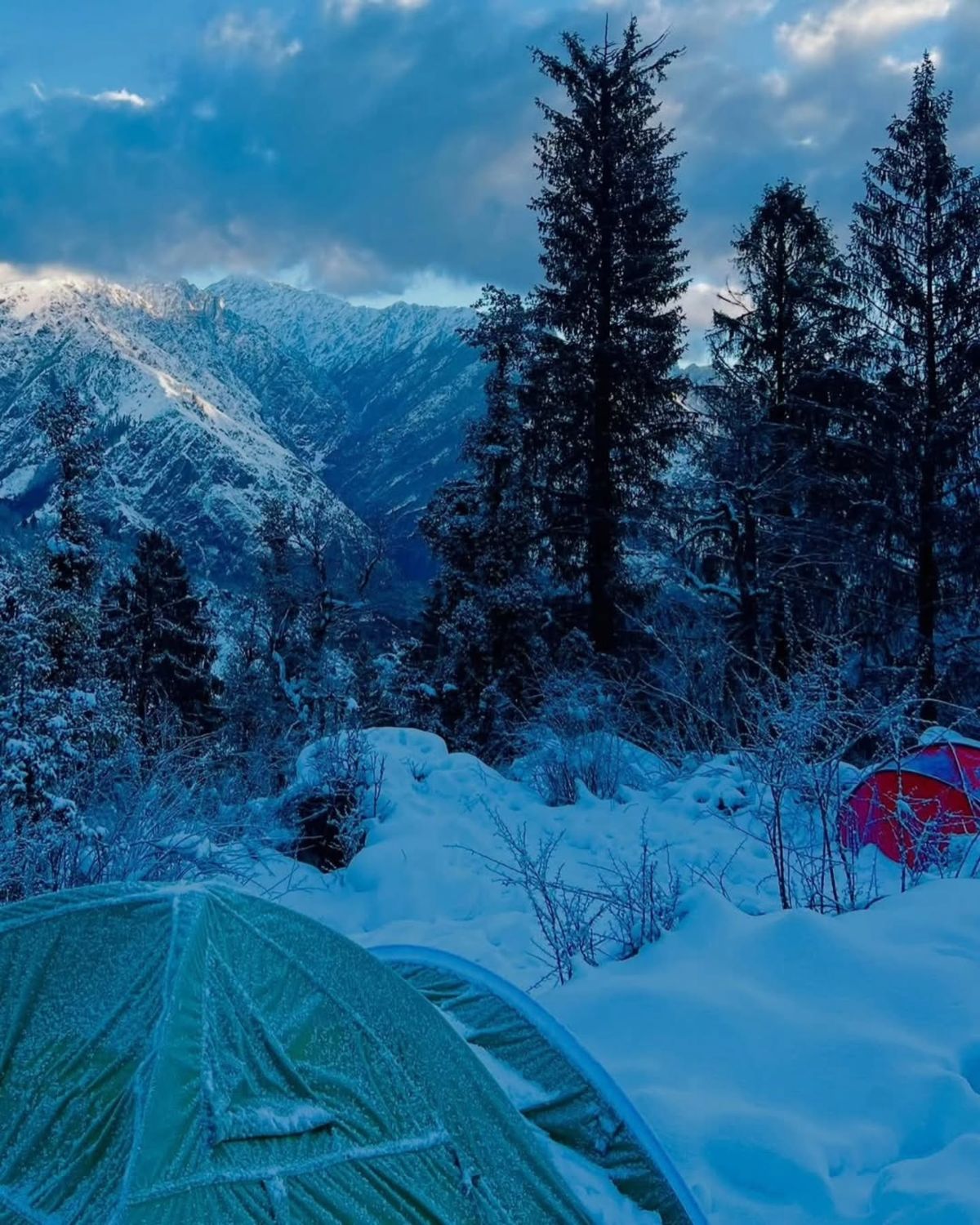 A tent among snow-laden pine trees