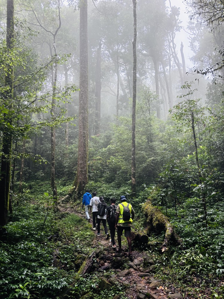 Misty shola forest on the trail