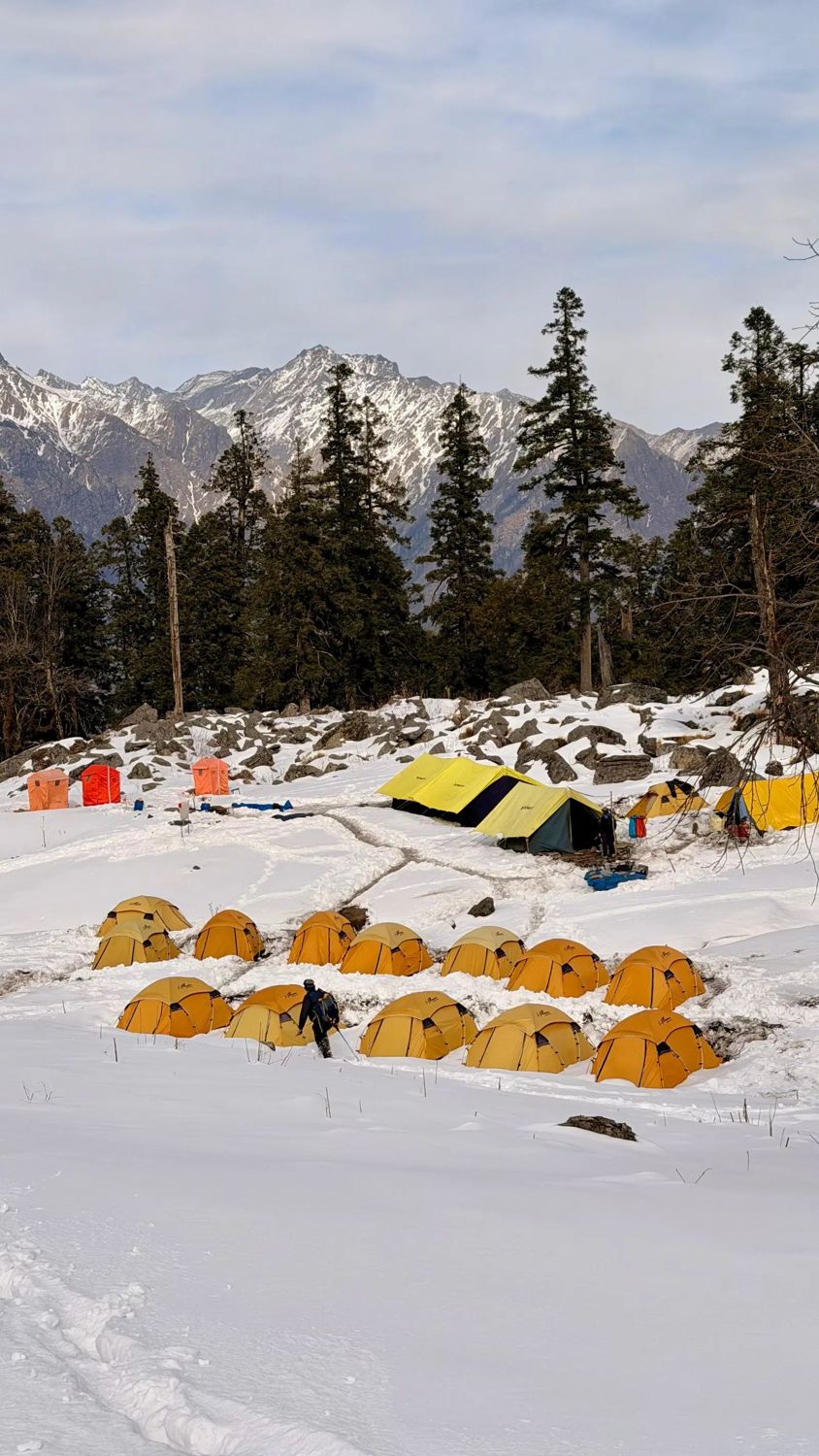 Yellow tents in the snow beneath deodar trees