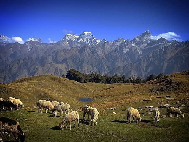 Sheep grazing on a meadow below the range