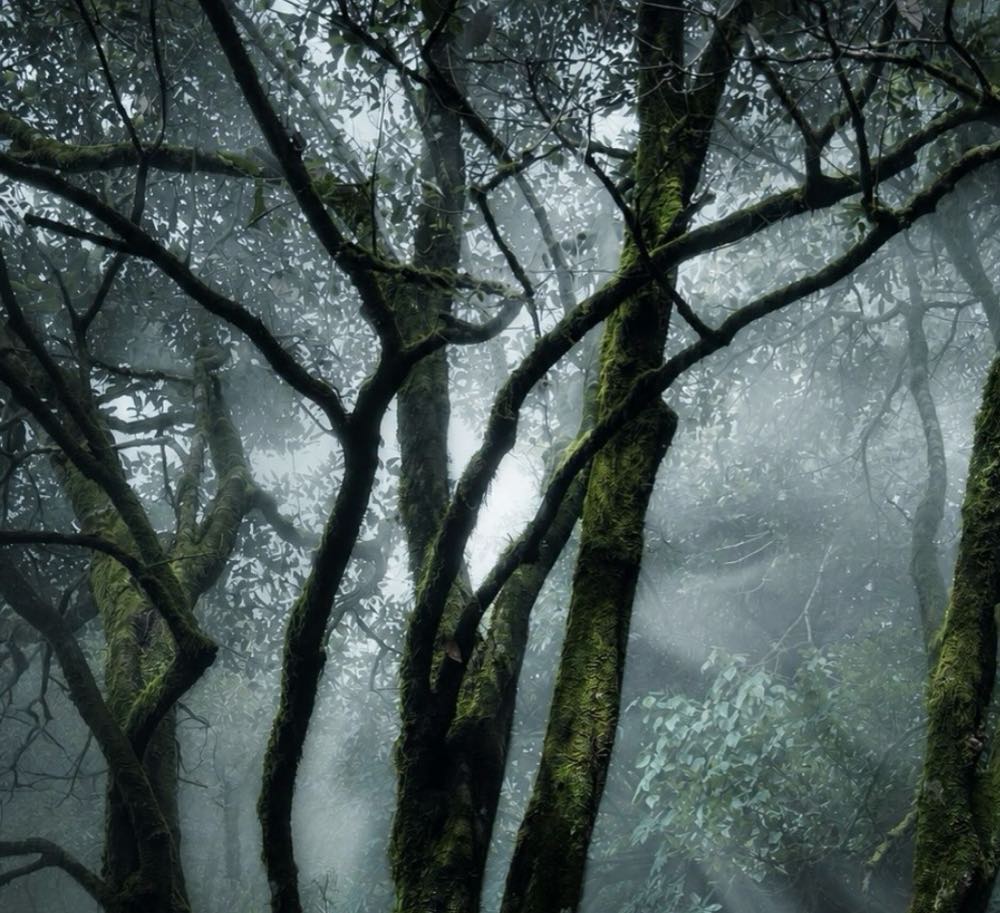 Moss-covered trees in misty rainforest